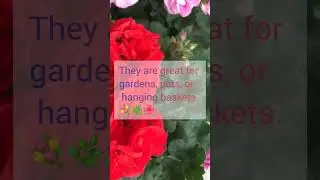 geranium plant 🪴 #geraniumplant #flowers #garden #gardening #flowers