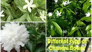 Different types of Chandani Flowers and care // Triple A