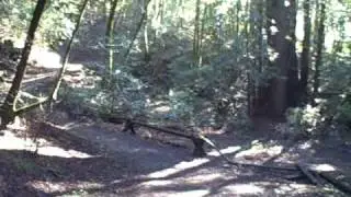 Armstrong Woods Bullfrog # 4