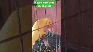 Birds eating time #birdcare #birds #parroteducation #cutebird #cutebird #birdeducation #learnbirds