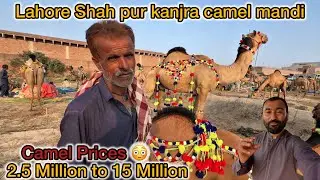 Shah pur kanjra camel mandi | Camel mandi in lahore | Qurbani 2025 Vlog With popas vlogger