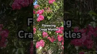 All About Flowering Crape Myrtle Trees #trees #gardening #plants #bonsai #flowers #tips #shorts