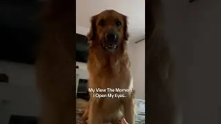 At least he waits for me to make a wiggle first notifying him I am up.. | Life With Golden Shepherds