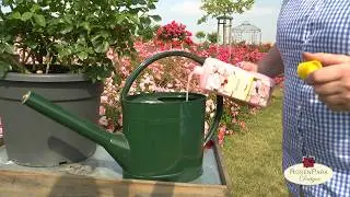 Rosen richtig wässern und düngen