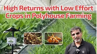 High Returns with Low Effort Crops in Polyhouse Farming
