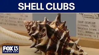 St. Pete shell enthusiasts gather in Seminole for annual Shell Show