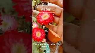 Red Aster / A winter flowering plant / Aster flower #shorts