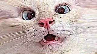 I'M NOT A CAT! LAWYER GETS STUCK ON ZOOM CAT FILTER DURING COURT CASE