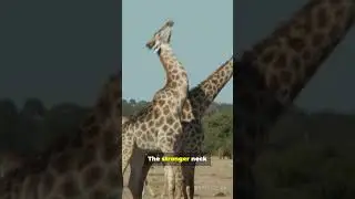 Why Do Giraffes Have Such Long Necks? 🦒✨ #WildlifeSecrets #Motivation #AnimalFacts #nature #shorts