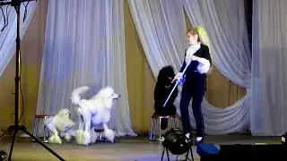 Владимировский цирк в Коноше.  2017г.