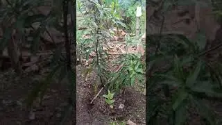 1st fruit of our grafted mango tree