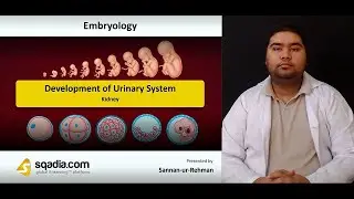Development of Urinary System | Kidney