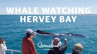 What it's like to go whale watching in Queensland