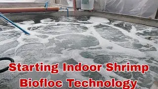 INDOOR SHRIMP BIOFLOC TECHNOLOGY- Water Salinity Preparation 