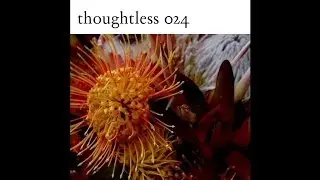 Sonotheque - Smell Good (Feel Good Mix) [Thoughtless]