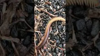 Horror scared giant millipede 😱🪱🪱 #animals #wild