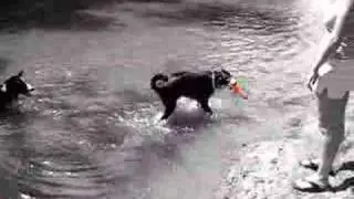 Dogs Swimming in river
