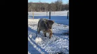 The Farm