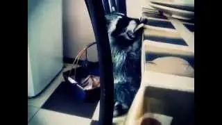 Rocket Racoon Galaxy Guardians backstage. Real Galaxy Guardian Rocket Racoon