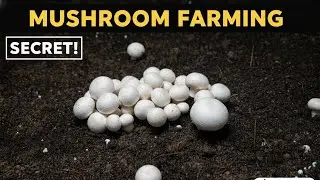 SIDHE FARM SE LIYA FRESH MUSHROOMS 🍄