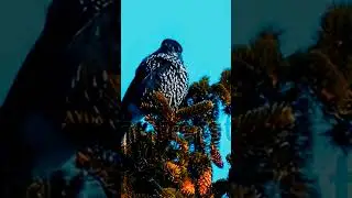 Beautiful nutcracker bird in nature #birds #nature #birdsounds #cuteanimals #wildlife