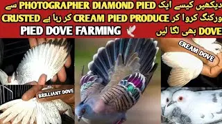 Visited To Diamond Pied Working Setup | Cream Pied | Silver Pied | Crusted Dove #Mrpet2.0