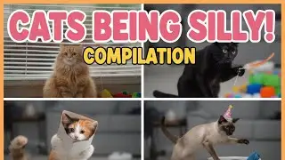 Cats Being Silly! Hilarious Cat Fails & Funny Moments Compilation