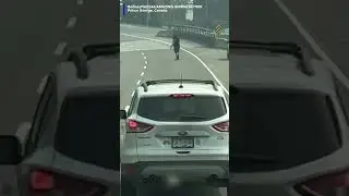 A person tried helping a moose calf across the road after it couldn't make it over the barrier.