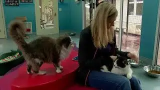 National Cat Protection Society™