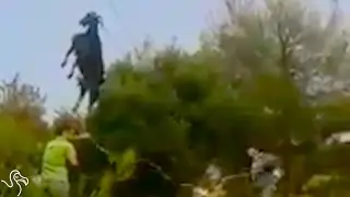Goat Gets Stuck On Wire And Walks Away Like Nothing Happened