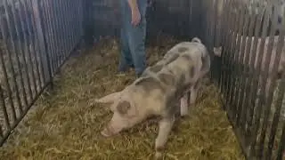 14381