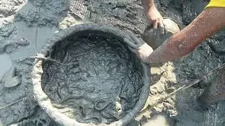 Traditional Mud Fishing Techniquesin Rural Bangladesh