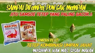 UMPAN IKAN MAS DADAKAN PELET JITU SAMSOE‼️ASLI MUSUHNYA IKAN MAS YANG SUSAH MAKAN