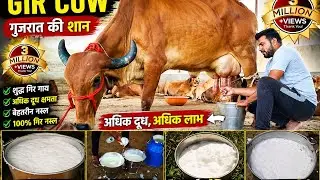 Is Your GAY Gir Cow PURE? Identify the Real Deal! क्या आपकी गिर गाय शुद्ध है? असली गाय की पहचान करें