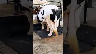 Holstein Friesian bull 🥰with muscular and robust build #shorts #pets