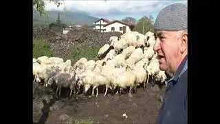 dalle pecore alla ricotta