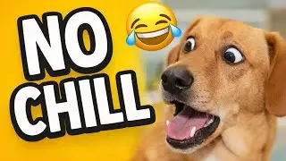 Эта собака совершенно не умеет себя сдерживать 😂🐶 | Забавные моменты, которых вы не ожидали