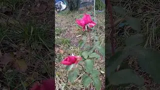 Parole rose in my garden 🌹 26 November 2025 #rose #shorts