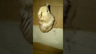 How To Save  A Baby Chick From Dying #trendingshorts #youtubeshorts