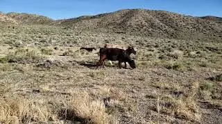Nevada Wild Cows - Wild Cattle (Esmeralda County, Nevada)