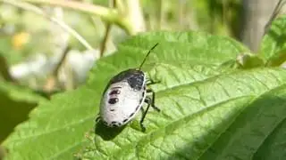 Shieldbug - Nymph - Aldint&iacute;ta - Skort&iacute;ta - Skord&yacute;r - Bj&ouml;llur