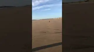 2021-10 Rescue dog Sparky frisbee play on Rhossili beach
