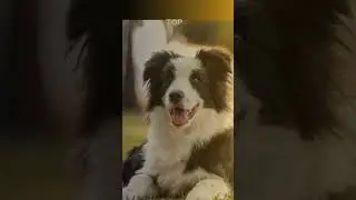 Top 10 Most Loyal Dog Breeds