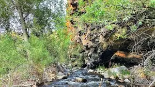 Wild Brown And Rainbow Trout During Late Spring Runoff | Tenkara Fishing In Colorado