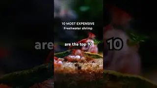 Top10 most-Expensive freshwater shrimp #recommended #fishtank #aquascape #shrimp #aquarium #fishtank