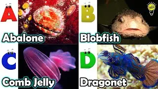 Learn Ocean Animal Names | ABC Sea Animals song | Most Popular Sea Creatures | Alphabets Kids Song