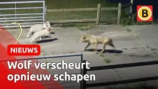 Schokkende beelden: Weer valt een wolf schapen aan | Omroep Brabant