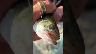 Stayed consistent nowwe catching fish boy💪🏽🎣 #bassangler #fishing #bassfishing #tightlines #viral