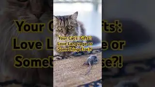 Why Cats Bring You 'Gifts': Unveiling the Mystery! #amazing #facts #cat #catlover #didyouknow