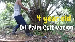 4 year old Oil Palm Cultivation | How to harvesting palm oil my oil palm plantation